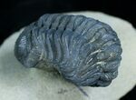 Very Bumpy and Detailed Phacops Trilobite #6119-2